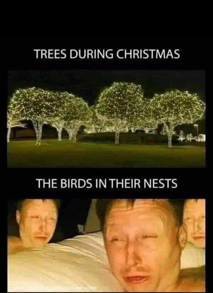Christmas meme of trees during Christmas lit up with string lights and "birds in their nests" of a man squinting into the light.