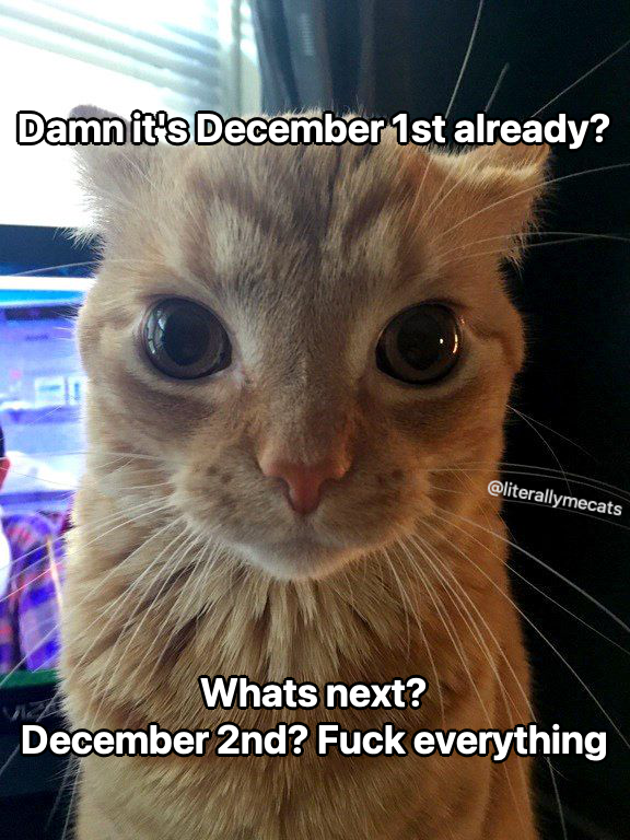 Photo of a cat. Text reads, "D*mn it's December 1st already? What's next? December 2nd? F*ck everything."