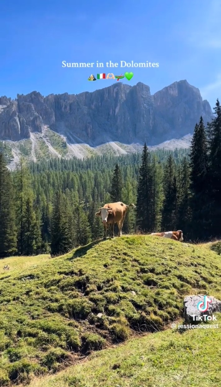 Cow in the summer in the Dolomites