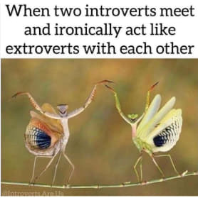 Introvert meme of two small bugs doing a dance. Text reads, "When two introverts meet and ironically act like extroverts with each other."