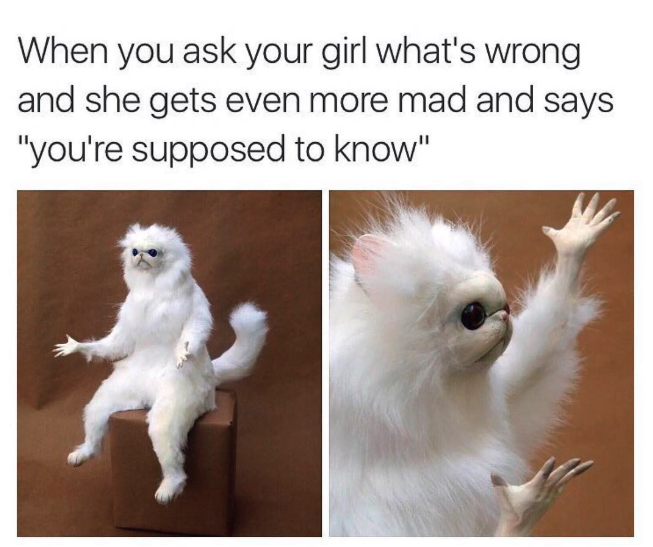 Persian cat meme about orcas sinking yachts.