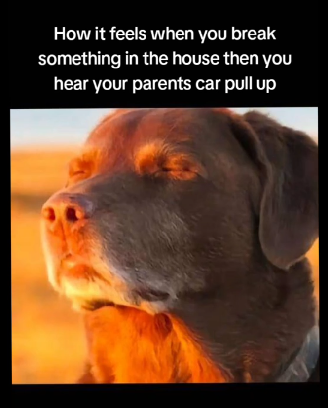 Dog closing eyes meme, text reads, "How it feels when you break something in the house then you hear your parents car pull up."