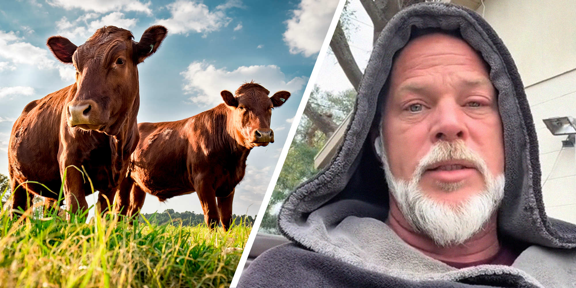 Grass Fed Cow(l) Man shares information about organic cows(r)