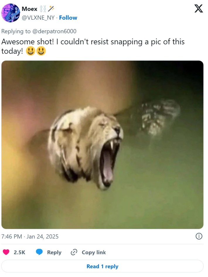 lion fly hello i am a wildlife photographer meme