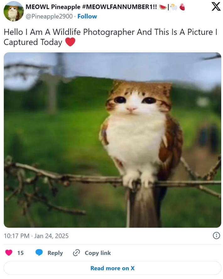 Hello I am a wildlife photographer and this is a picture I captured today cat bird