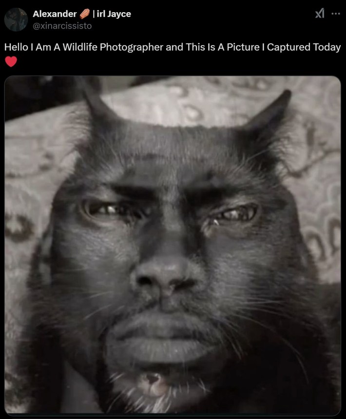 cat with kevin hart's face"Hello I am a wildlife photographer and this is a picture I captured today"
