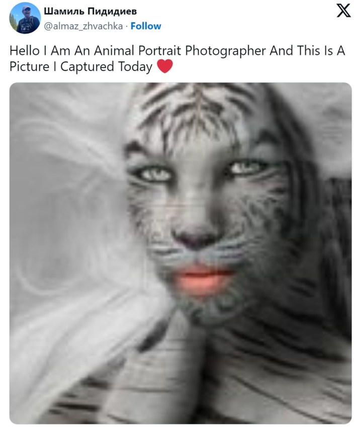 tiger with face full of makeup, hello i am a wildlife photographer meme