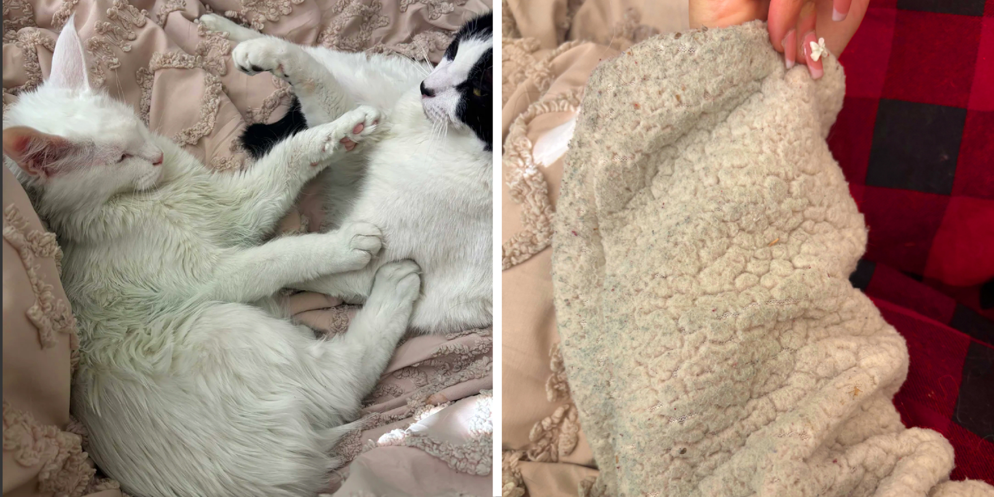 2 panel image of cats on onside and a fuzzy pillow on the right. Both show weird greenish tint on them.