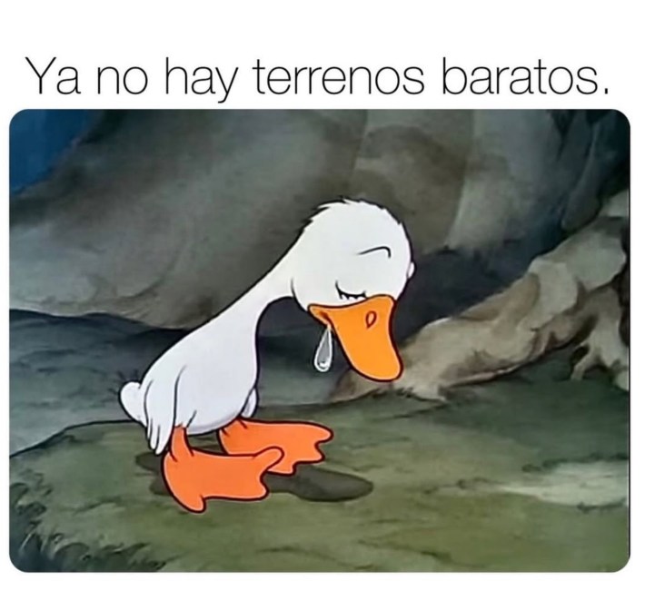 sad duck meme with caption "ya no hay terrenos baratos"