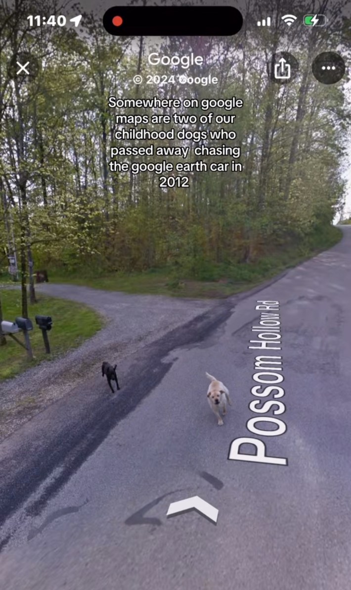 Somewhere on Google trend screenshot of two dogs chasing after the Google street-view car. Text overlay reads, "Somewhere on Google maps are two of our childhood dogs who passed away, chasing the google earth car in 2012."