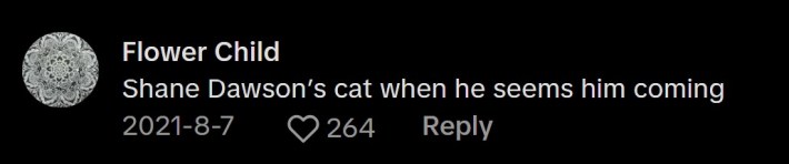 trisha paytas war meme that reads "shane dawson's cat when he sees him coming"