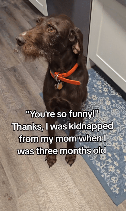 You're so funny meme trend with a photo of a cute dog, text overlay reads, "'You're so funny!' Thanks, I was kidnapped from my mom when I was three months old."