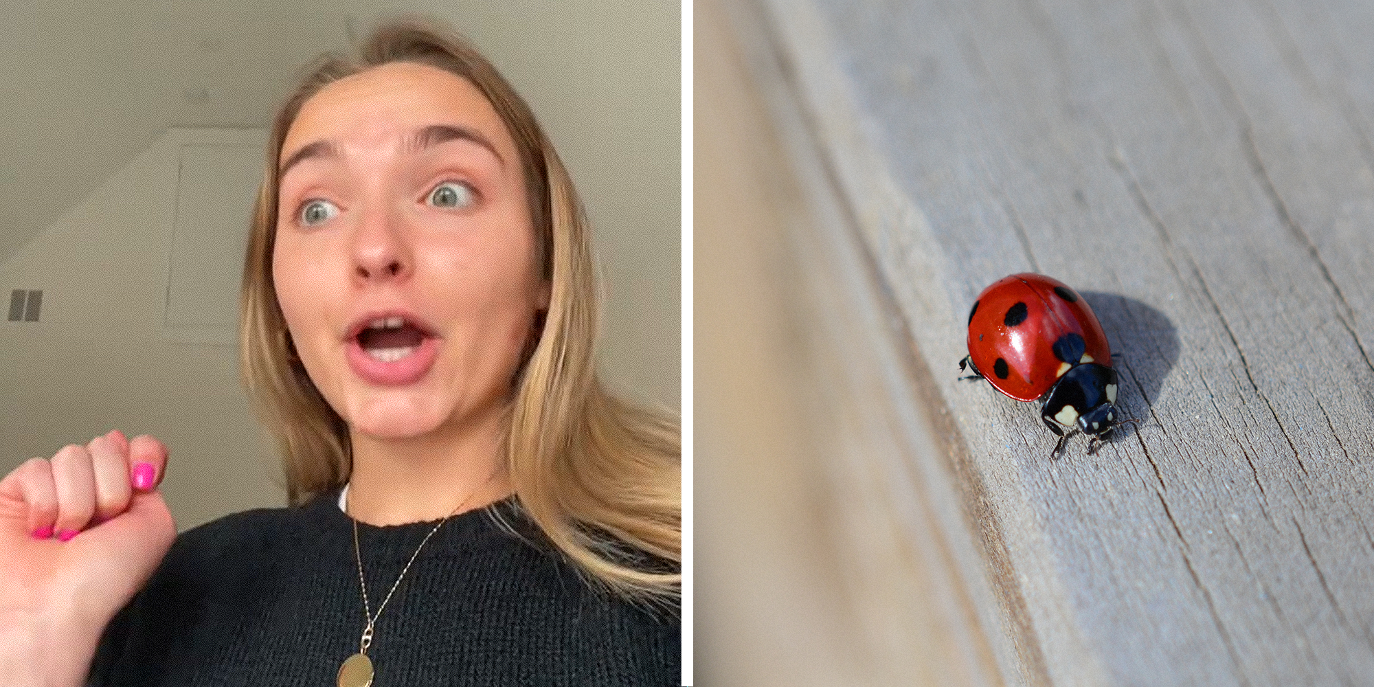 Realtor explaining what it really means when you find a ladybug in your home, insistent facial expression, hand held up for emphasis on left. Lady bug on wooden bench on right.