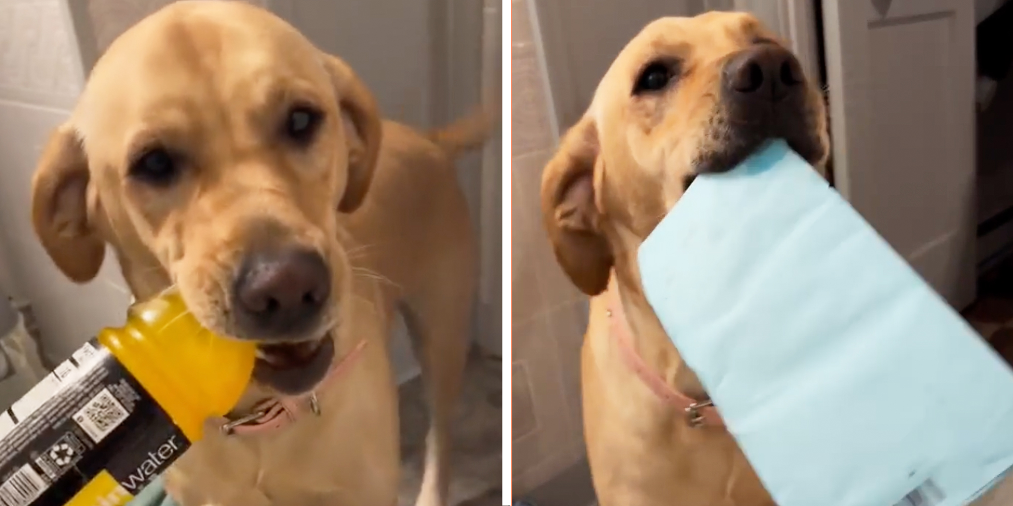 Dog with bottle in mouth(l), Dog with paper in mouth(r)
