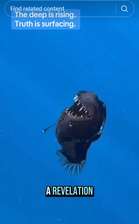 TikTok video showing a black seadevil anglerfish near the surface with the caption reading "a revelation."