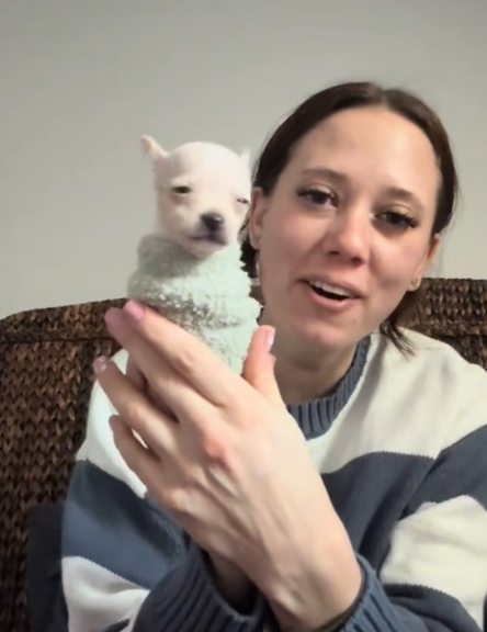 TikTok video of a woman holding up a white puppy in a sock sweater.