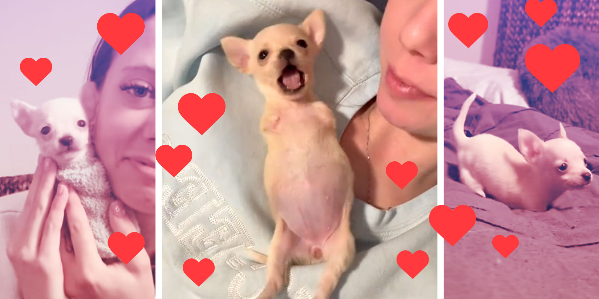 3 Screenshots of Belly the puppy and Tiktok user @hannah_sand24