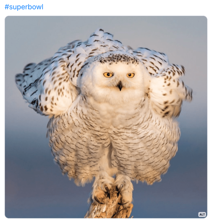 Super bowl meme with a photo of a fluffy snowy owl looking unperturbed and unbothered.