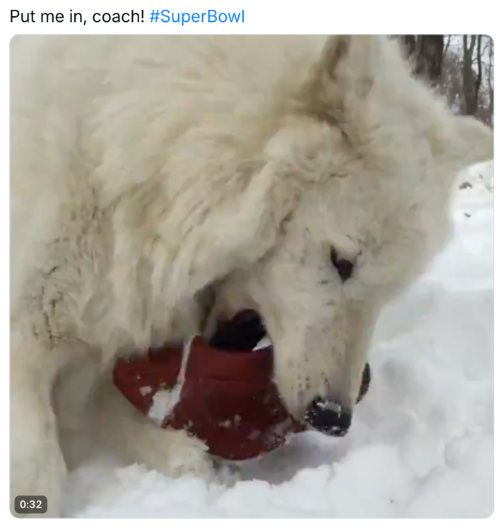 Superbowl meme, text reads, "Put me in, coach!" with a video of a white wolf chewing on a football.