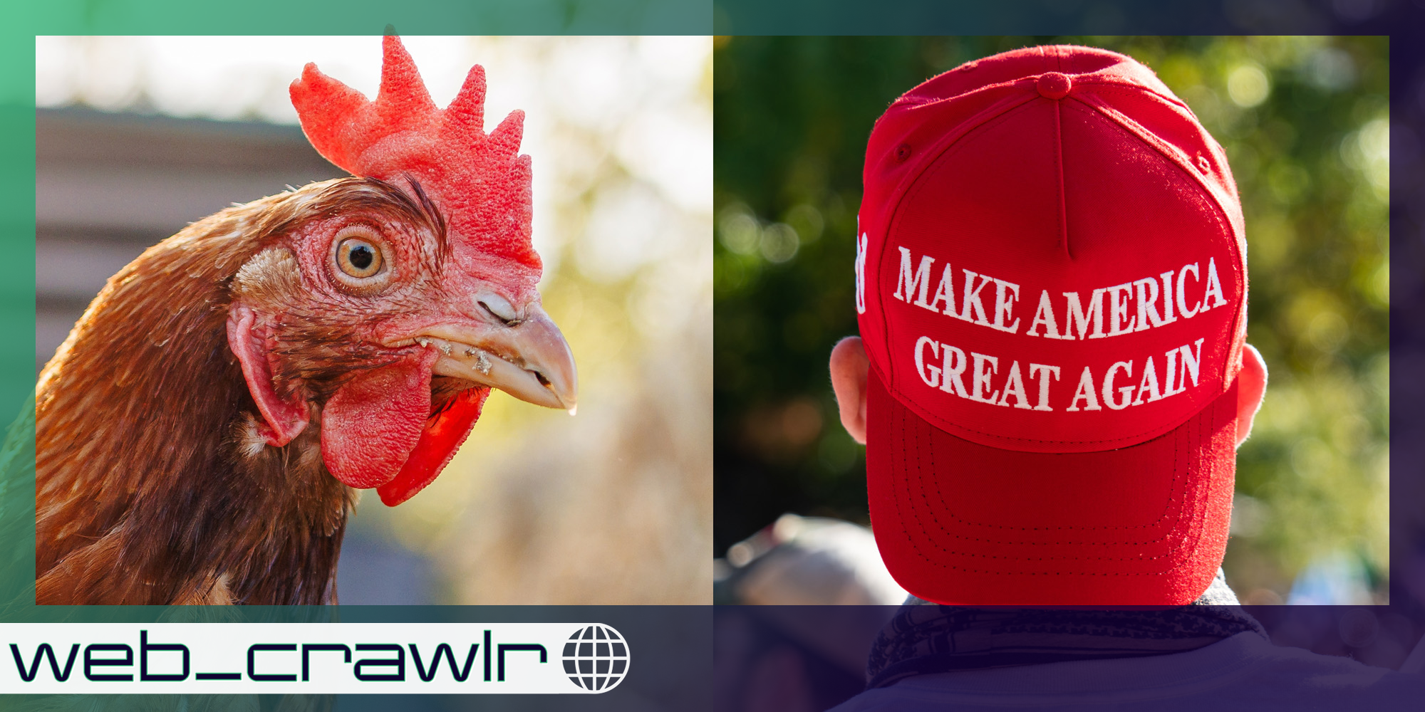 A chicken next to a MAGA hat. The Daily Dot newsletter web_crawlr logo is in the bottom left corner.