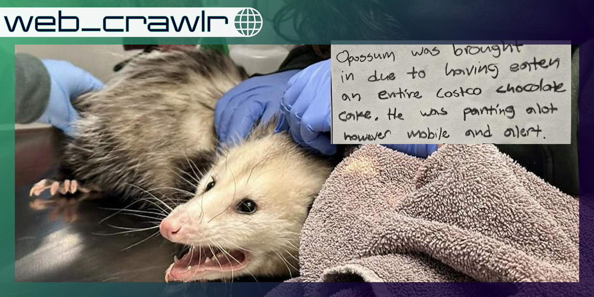 An opossum with a note that says 'Opossum was brought in due to having eaten an entire Costco chocolate cake.'