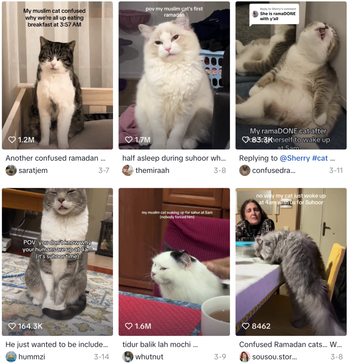 A search view of Ramadan Cats