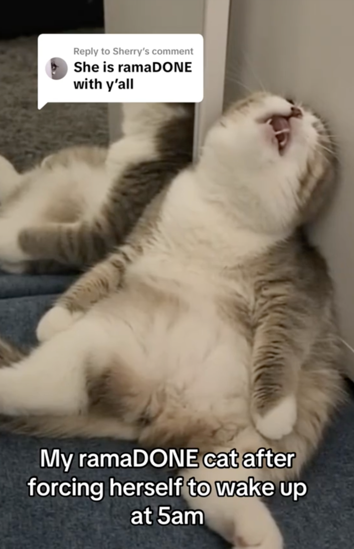 A cat looking exhausted during Ramadan