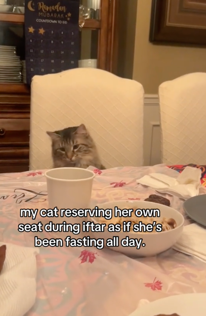 Cat wanting food as if she's been fasting all day