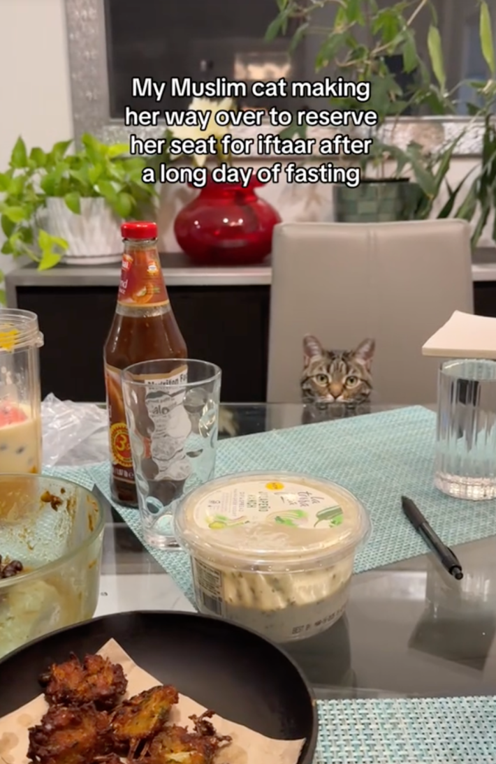 Cat wants Safoor, feels entitled to Safoor