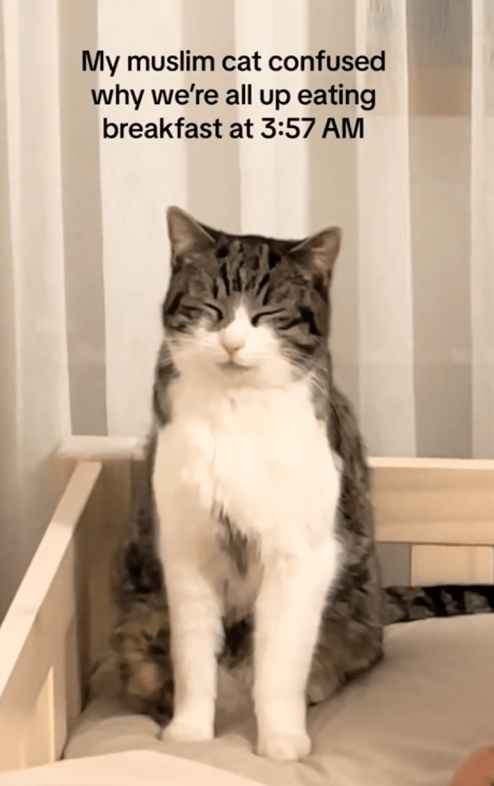 A cat looking confused because owner is Muslim and getting up for Ramadan