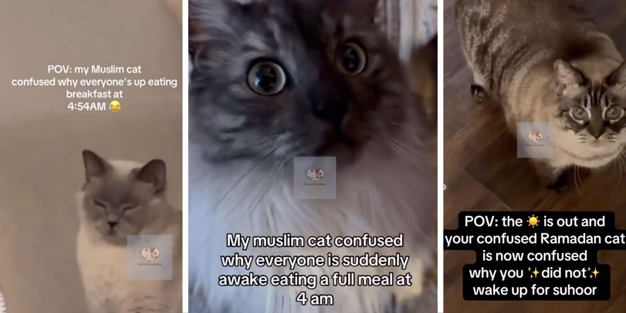 Left: Screenshot of a cat with the caption "POV: my Muslim cat confused why everyone's up eatting breakfast at 4:54AM [laughing crying face emoji]"; Center: Screenshot of a cat with the caption "My muslim cat confused why everyone is suddenly awake eating a full meal at 4am"; Right: Screenshot of a cat with the caption "POV: the [sun emoji] is out and your confused Ramadan cat is now confused why you [sparkle emoji] did not [sparkle emoji] wake up for suhoor.