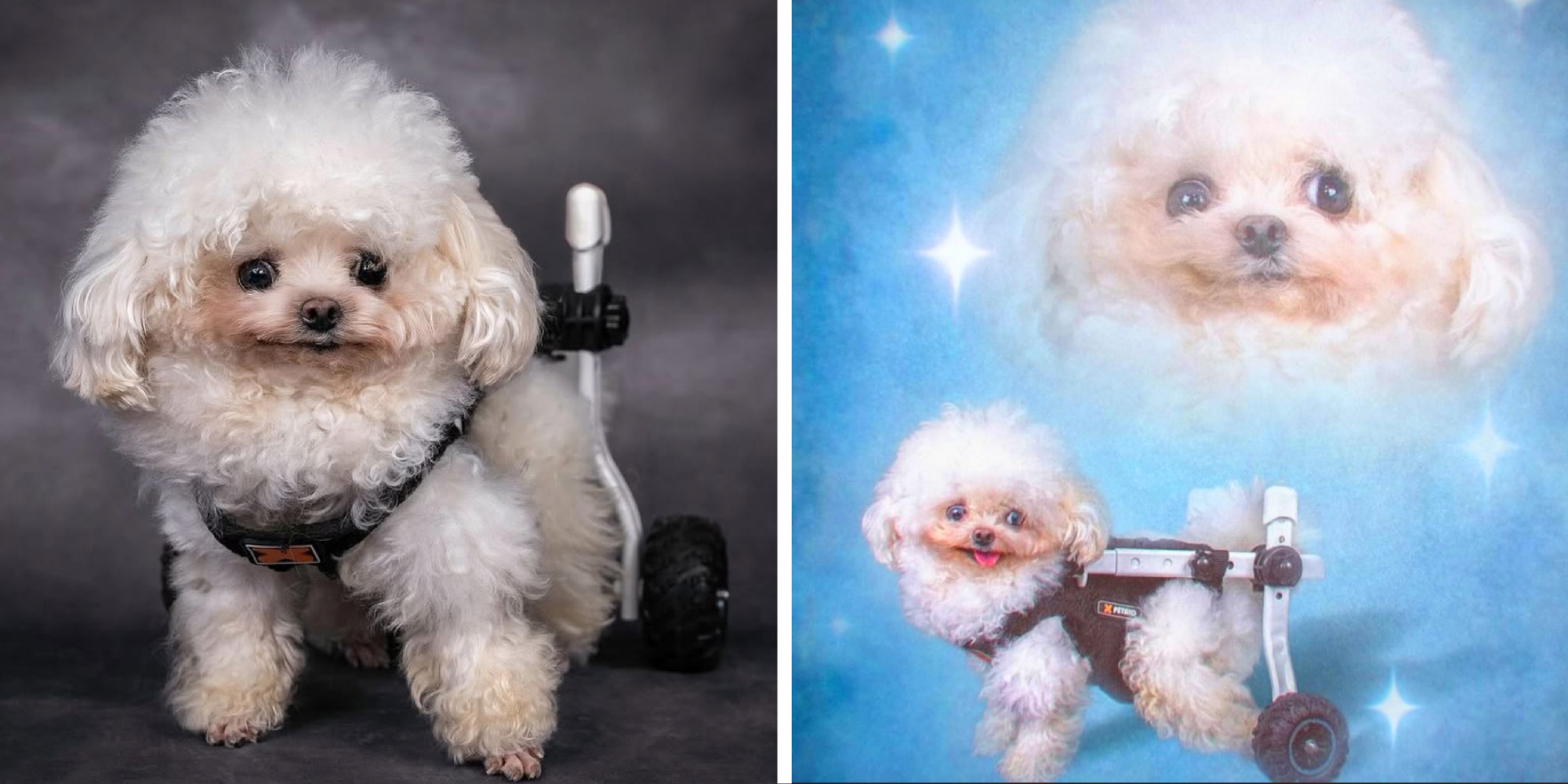 2 panel image showing a ridiculously cute doggie.