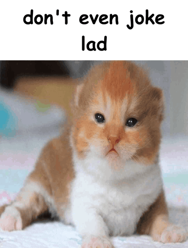 kitten meme