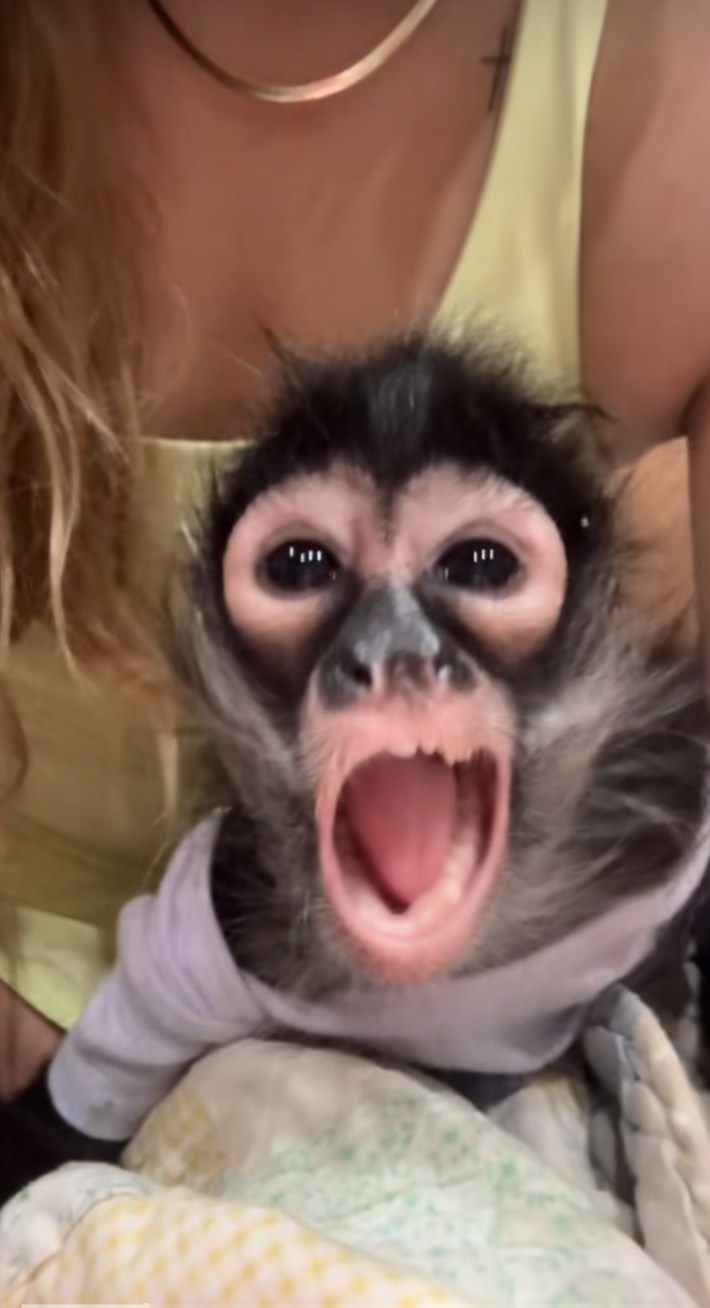 Hozier Yell TikTok of a little monkey screaming.