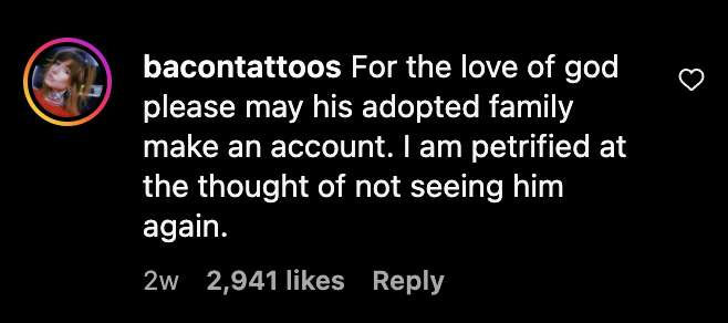 Lufy bichon frise rescue