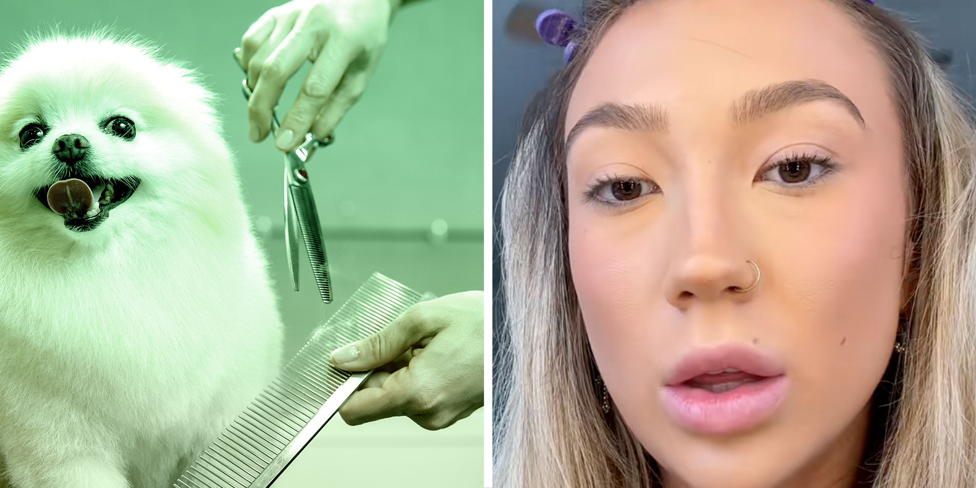 Photo of a Pomeranian at a groomers; Screenshot of Tiktok user @kkyliewells.