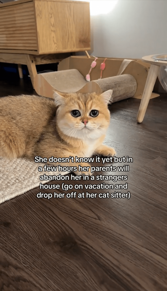 ‘She Doesn't Know It Yet’ TikTok trend of a laughing woman that says, "she doesn't know it yet but in a few hours her parents will abandon her in a strangers house (go on vacation and drop her off at her cat sitter)"