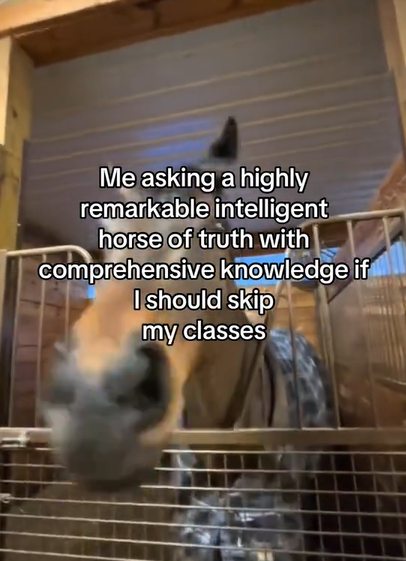 Screenshot from a TikTok video discussing bjork horse meme