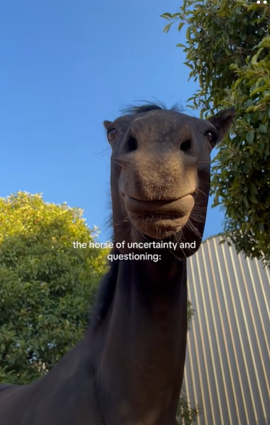 Screenshot from a TikTok video discussing bjork horse meme
