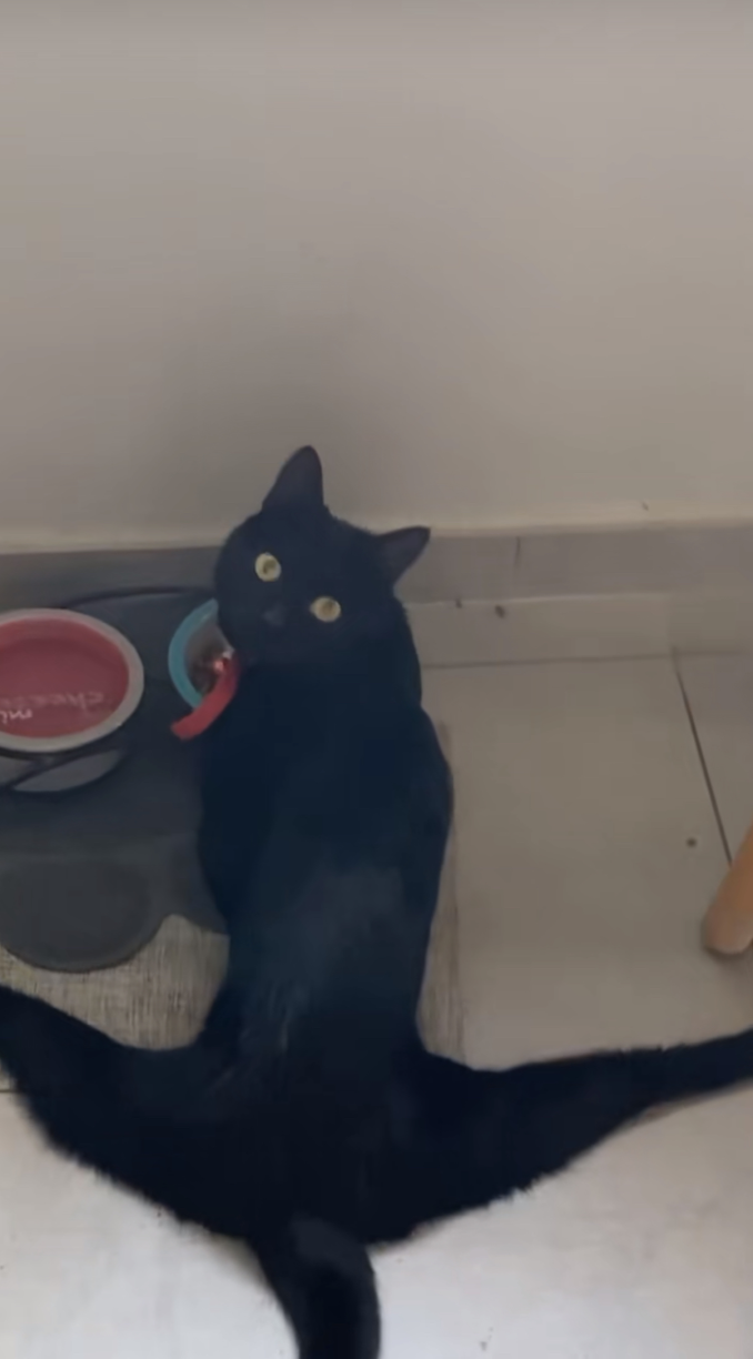 Lanky black cat doing a big stretch.