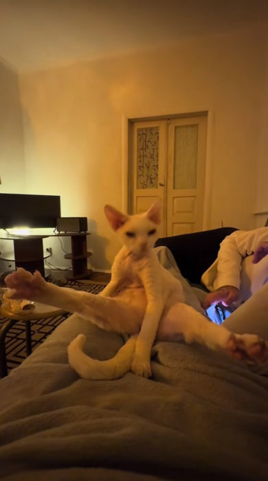 Lanky white cat doing a big stretch.
