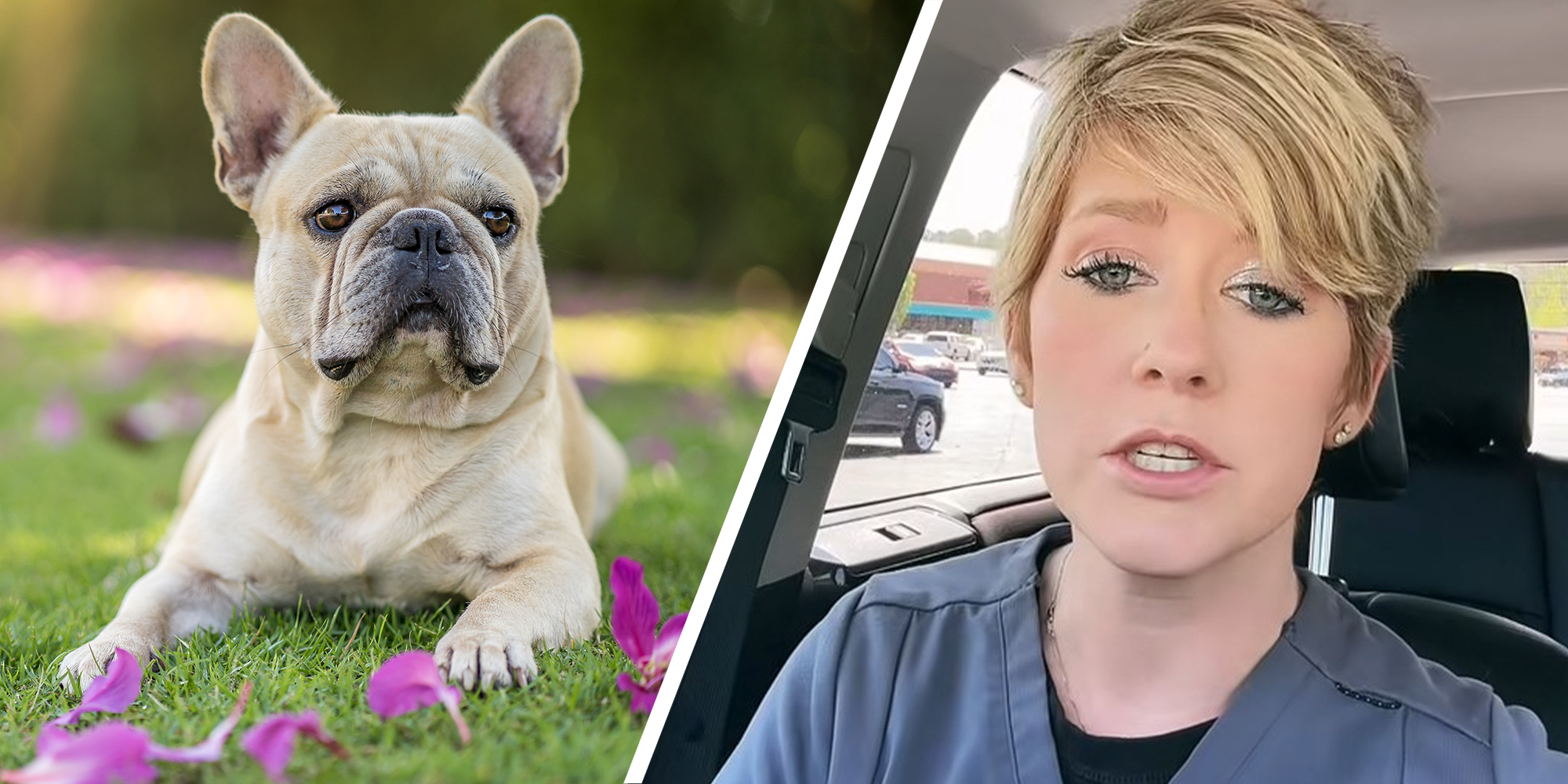 Adorable French Bulldog in grassy field and purple flower petals(r) Vet shares experience with customer(r)