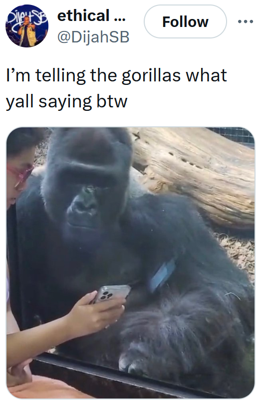 Gorilla vs 100 men meme with a photo of someone showing a gorilla their phone through zoo glass.