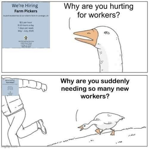 Angry goose chasing someone meme about the hiring farm pickers job ad.
