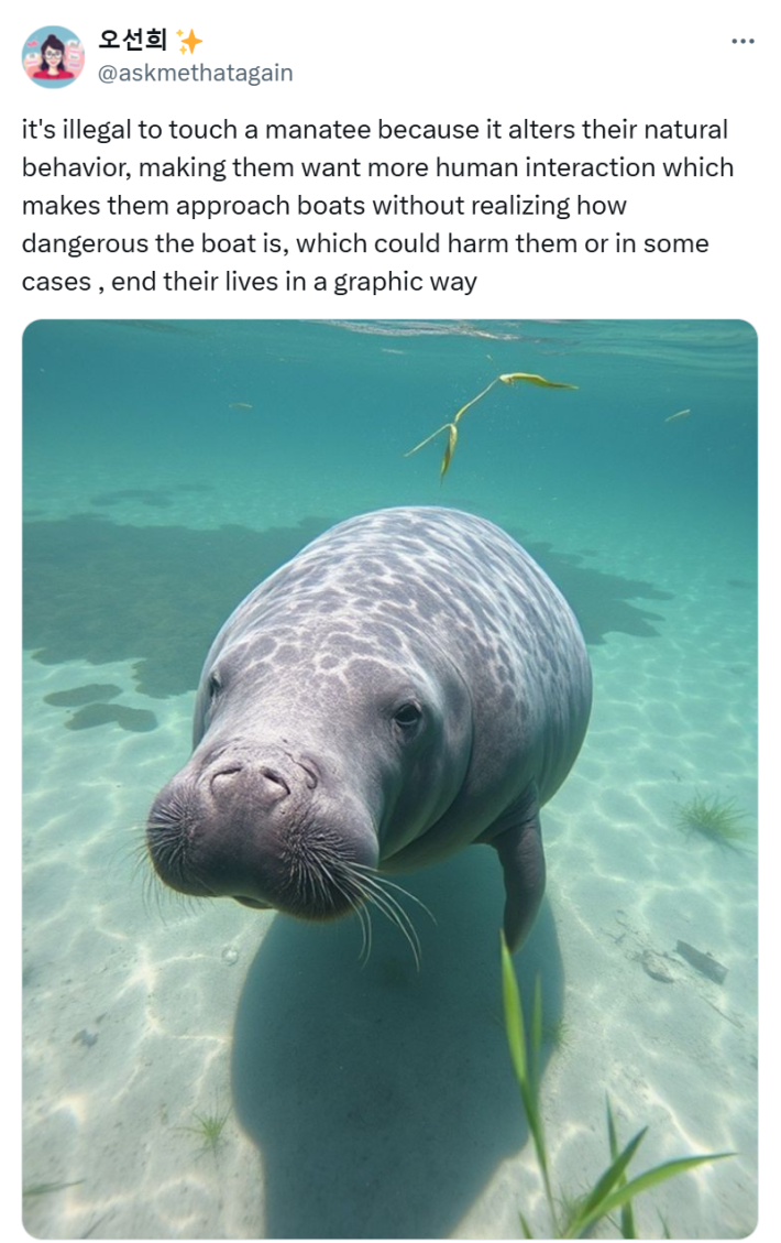 Tweet that says, "it's illegal to touch a manatee because it alters their natural behavior, making them want more human interaction which makes them approach boats without realizing how dangerous the boat is, which could harm them or in some cases , end their lives in a graphic way" with a photo of a manatee.