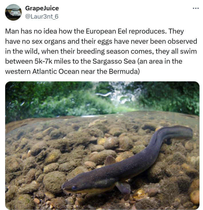 Tweet that says, "Man has no idea how the European Eel reproduces. They have no sex organs and their eggs have never been observed in the wild, when their breeding season comes, they all swim between 5k-7k miles to the Sargasso Sea (an area in the western Atlantic Ocean near the Bermuda)" with a photo of said eel.