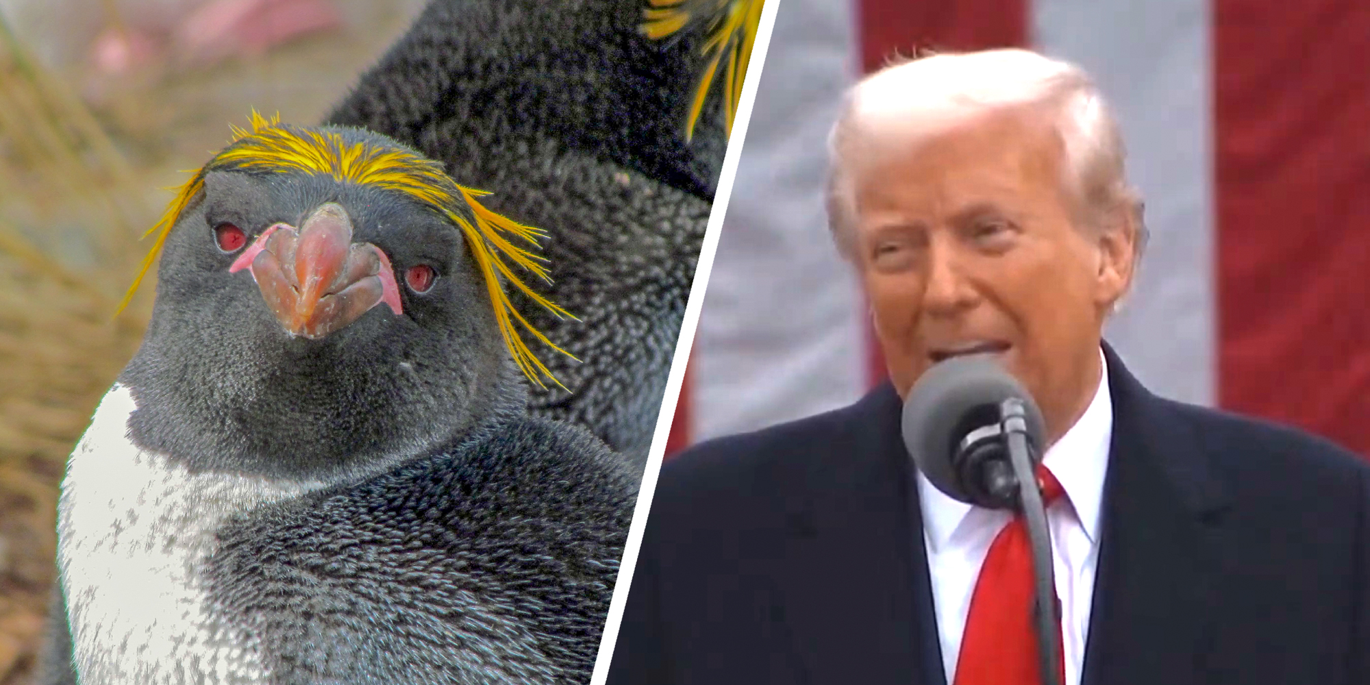 2 panel image of a penguin and Donald Trump.