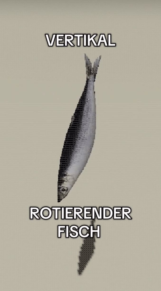 vertically rotating fish meme