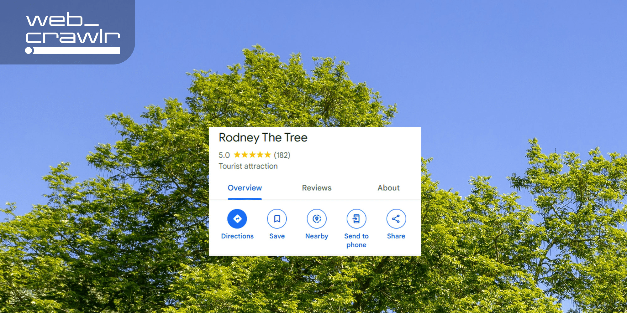 A tree with a Google review for 'Rodney The Tree'