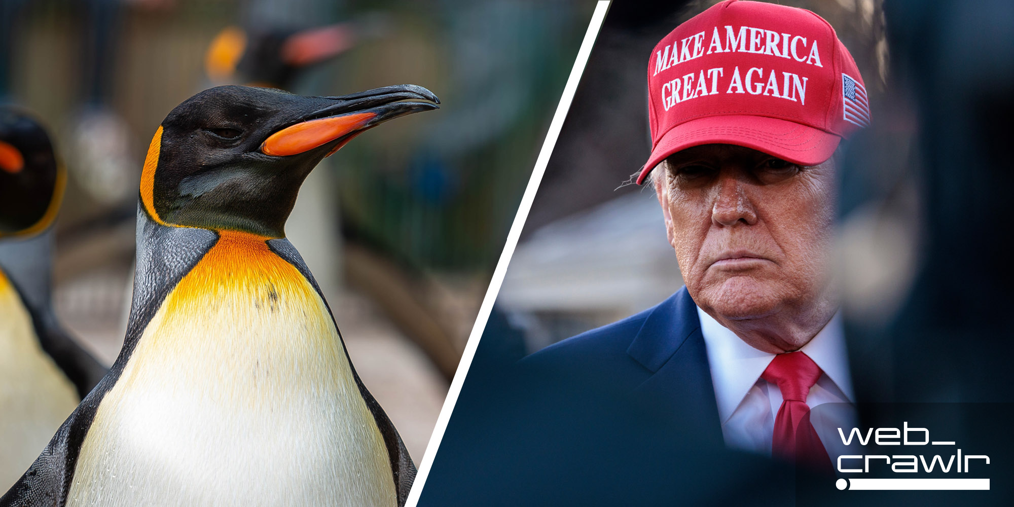 A penguin and Donald Trump in a MAGA hat. The Daily Dot newsletter web_crawlr logo is in the bottom right corner.